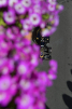Romain Grosjean