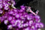 Sergio Perez
