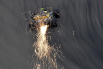 Carlos Sainz